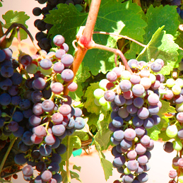 wineclub_grapes